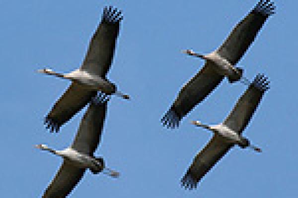 flight-of-the-cranes.jpg